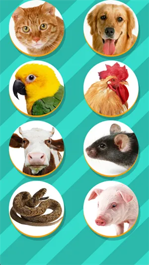 PET TRANSLATOR2025�ٷ����°汾